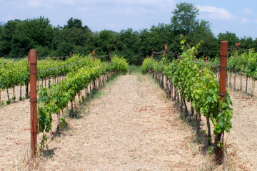 Fototapeta na wymiar a vineyard in an italian landscape