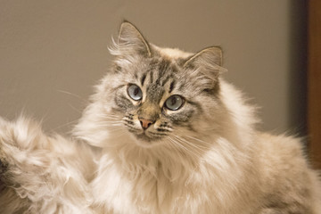 chat cat