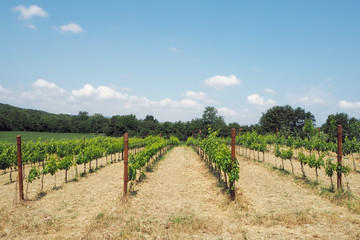 Fototapeta na wymiar a vineyard in an italian landscape
