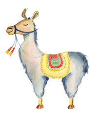 Cute Llama cartoon character watercolor illustration, Alpaca animal, hand drawn style.  Isolated white background