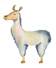 Cute Llama cartoon character watercolor illustration, Alpaca animal, hand drawn style.  Isolated white background