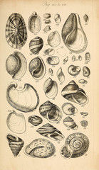 Illustration of shells