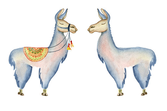 Cute Llama cartoon characters set watercolor illustration, Alpaca animals, hand drawn style.  Isolated white background