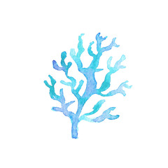 Blue coral seaweed