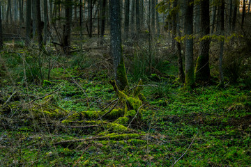 a thick shady green forest with overturned roots with moss