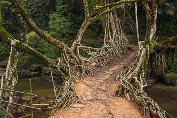 Obraz premium Living roots bridge near Riwai village, Cherrapunjee, Meghalaya, India. This bridge is formed by training tree roots over years to knit together.
