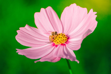 Obraz premium Bee with flowers