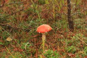 fly agaric in the autumn forest