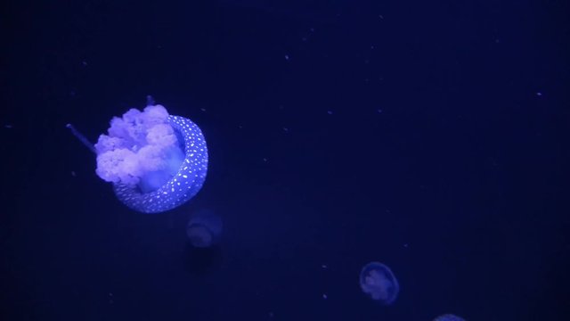 Jellyfishes  in underwater space