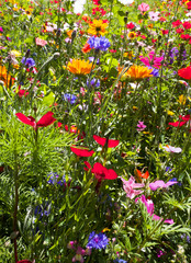 field of summer wild flowers, daisy, poppy, very colourful, yellow, green, blue, red, colours