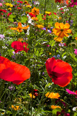 field of summer wild flowers, daisy, poppy, very colourful, yellow, green, blue, red, colours