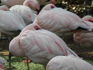 Flamingos Sleeping