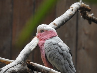 Cockatoo