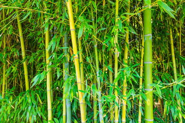 Green bamboo bushes