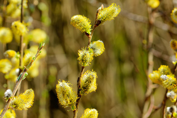 Flowers of the pussy-willow blooming in the spring forest.