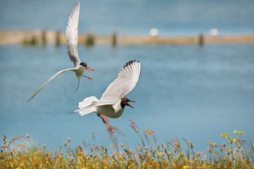 black-headed gull attacking a common tern at the waterside - Texel - Netherlands - 185034763