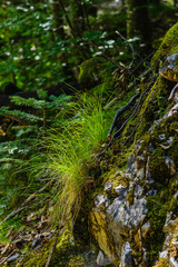 Frischer Grasbüschel auf einem bemoosten Felsen