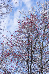 Rowan tree with red berries in the snow