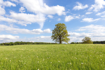 Fototapeta na wymiar The big, old oak with green leaves grows in the green field against the background of the blue sky with clouds in summer, sunny day. Latvia, Vidzeme.