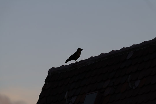 Kr&auml;he auf dem Dachfirst in der D&auml;mmerung