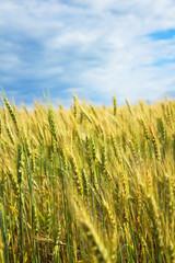 A beautiful yellow, green wheat field, against a background of blue sky. Ripe grain and beauty of nature.