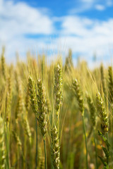 A beautiful yellow, green wheat field, against a background of blue sky.  Ripe grain and beauty of nature.