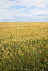 Beautiful field of wheat spikelets against the sky