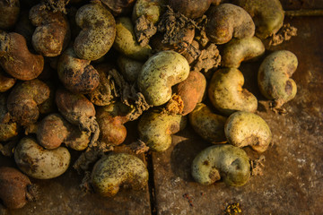 castanha de caju, maranhão