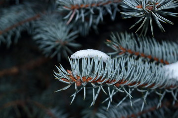 Naklejka na ściany i meble Blue spruce branch with snow on the ends of needles in cold tones isolated