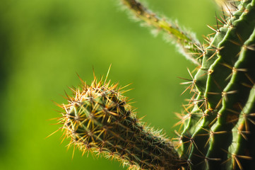Cactus echinopsis tubiflora