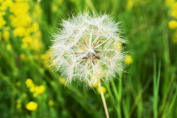 Beautiful, furry, large, white dandelion, close-up on a green background