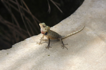 Echsen und Varan im Dschungel von Sri Lanka