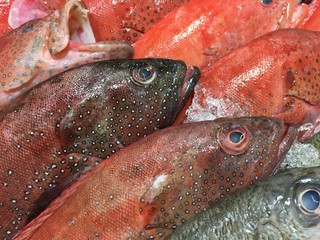 Fische auf Eis