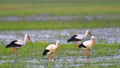 Störche auf Futtersuche