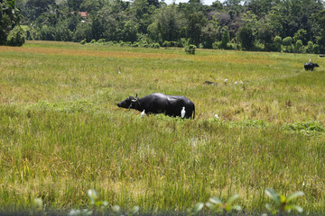 Wasserbüffel in Reisfeld