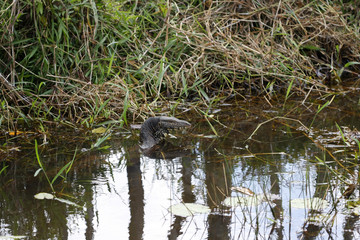 Echsen und Varan im Dschungel von Sri Lanka