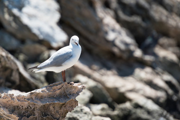 Möwe im Sonnenbad auf Felsen am Strand in der linken Bildhälfte schaut nach rechts
