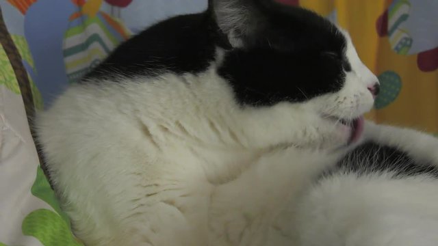 cat grooming and licking itself close up 4k