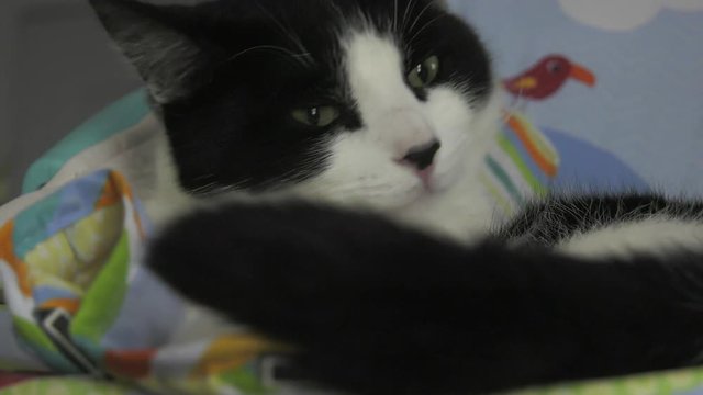 cute cat looks at you and flicks tail slow motion 4k