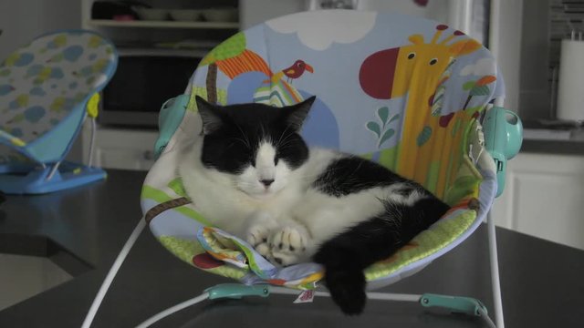 cat is cute sleeping in baby chair 4k