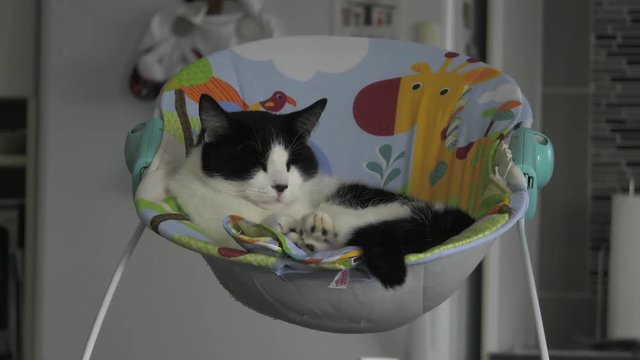 cat sleeping in baby lounger chair 4k