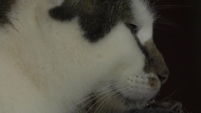 sleepy cat side profile closeup 4k