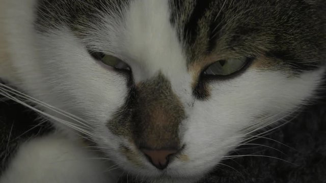 sleepy cat slowly closing eyes 4k