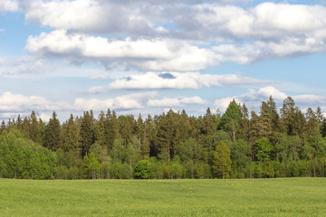 The green field, the wood, the blue sky with clouds. Latvia, to Vidzeme. Summer, sunny day.Copy space.