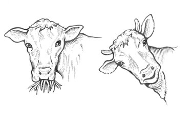 Portrait of Bulls - 185037358