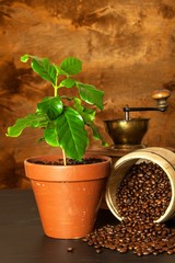 Domestic coffee growing. Coffee Shop. Saplings of coffee on the table. Growing plants.