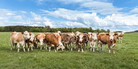 Fototapeta na wymiar Herd of cows on a pasture in Unteralläu - Bavaria - Germany
