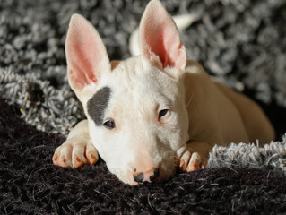 Close up of a bull terrier puppy in a bed out in the sun