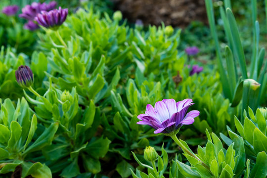 Purple bellis perennis (daysi)