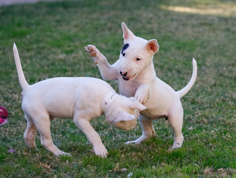 Bull Terrier Puppies Rough Housing Out On The Grass